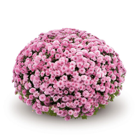 Jasoda Dark PInk
