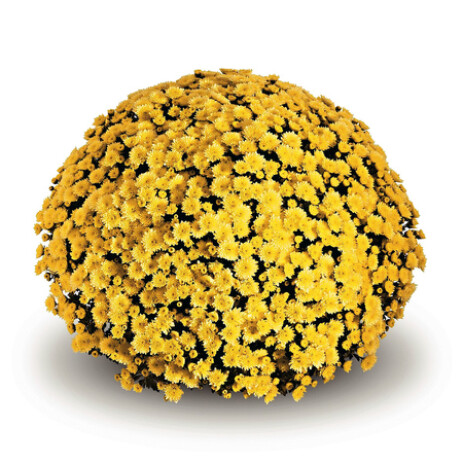 Jasoda Yellow