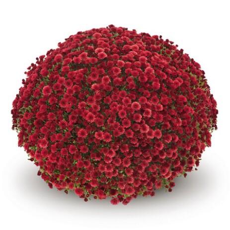 Stavisky Red
