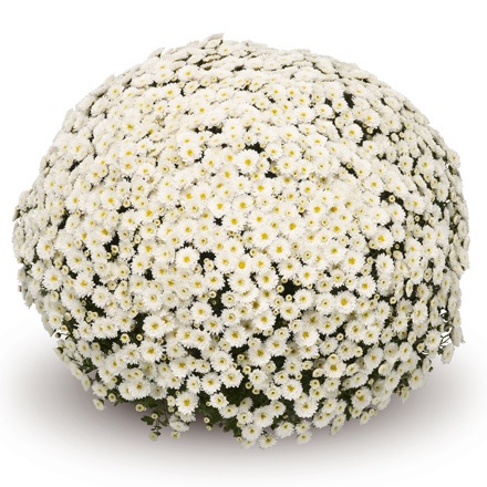 stavisky white